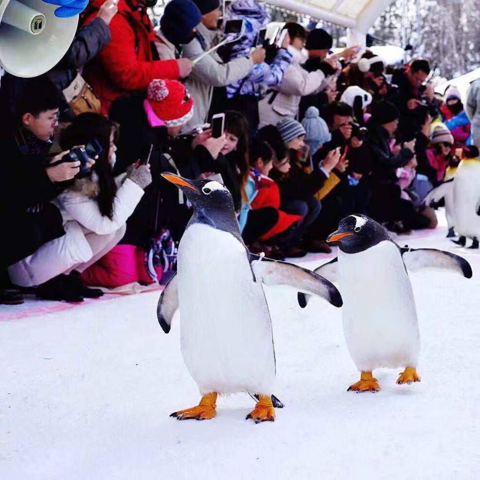 雪地中的企鹅